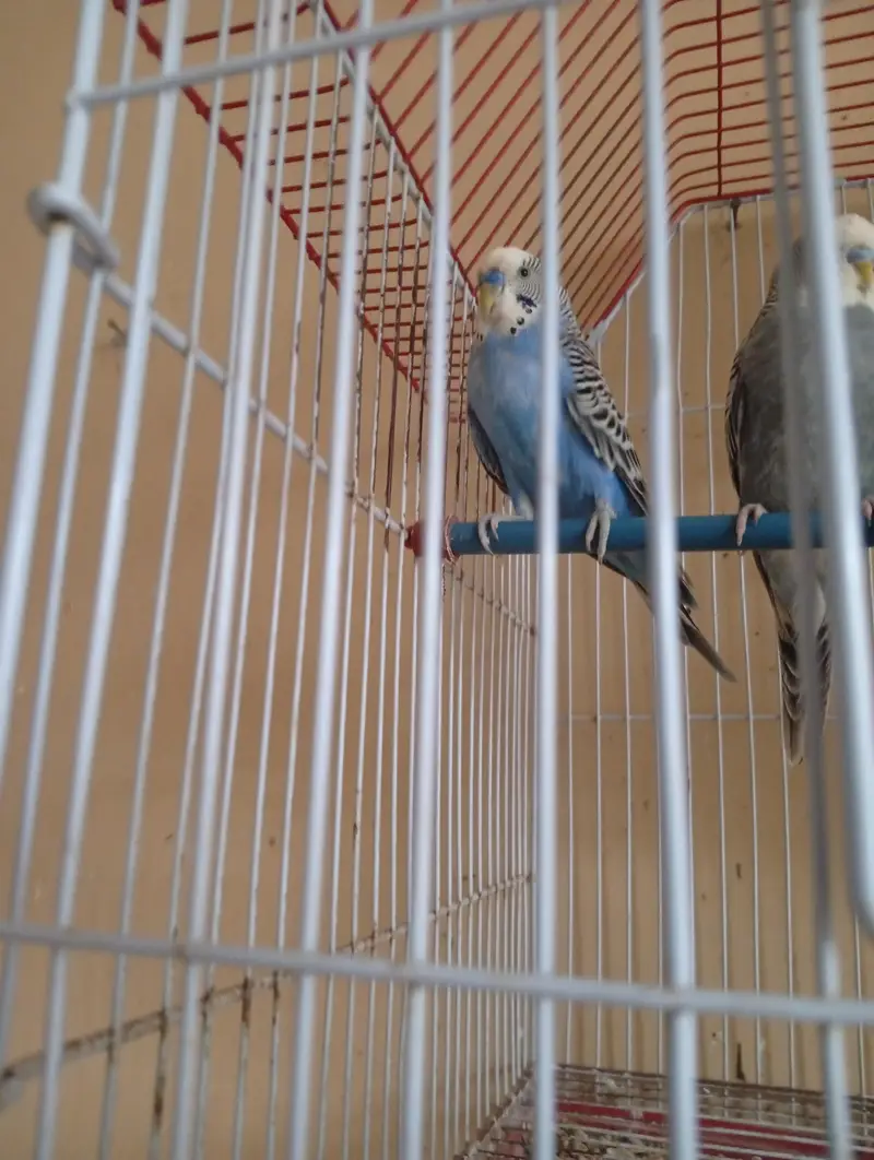 budgies 2 pair available — photo 4