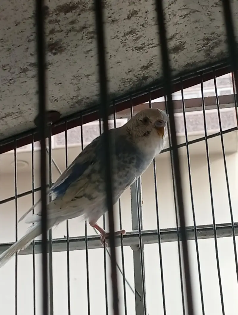 budgies 2 pair available — photo 5