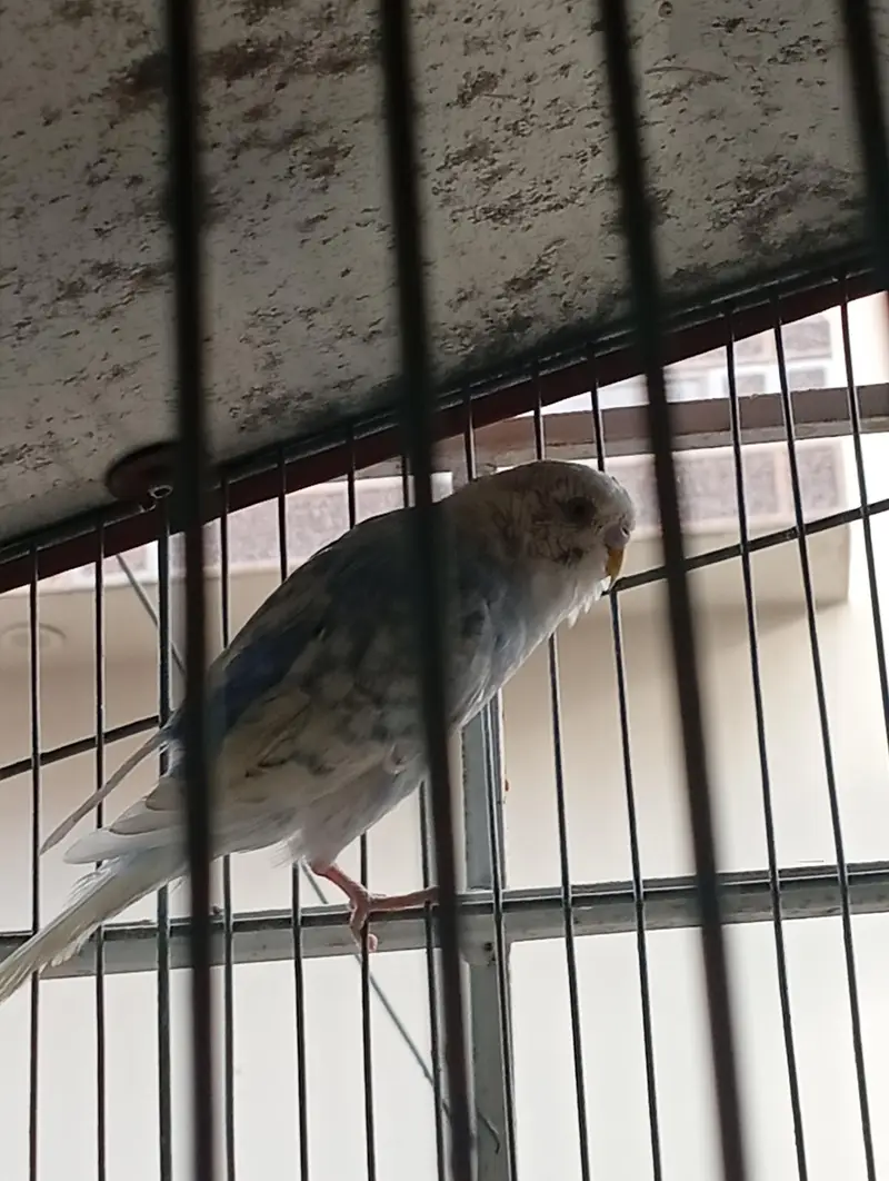 budgies 2 pair available — photo 6