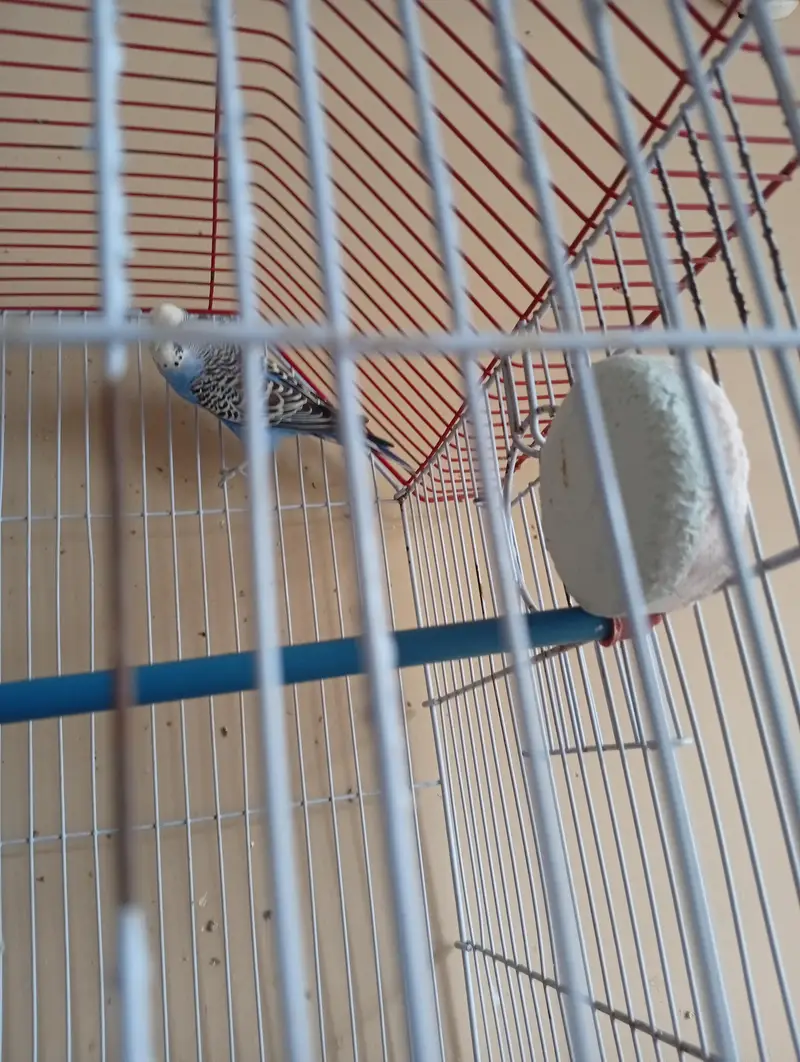 budgies 2 pair available — photo 7