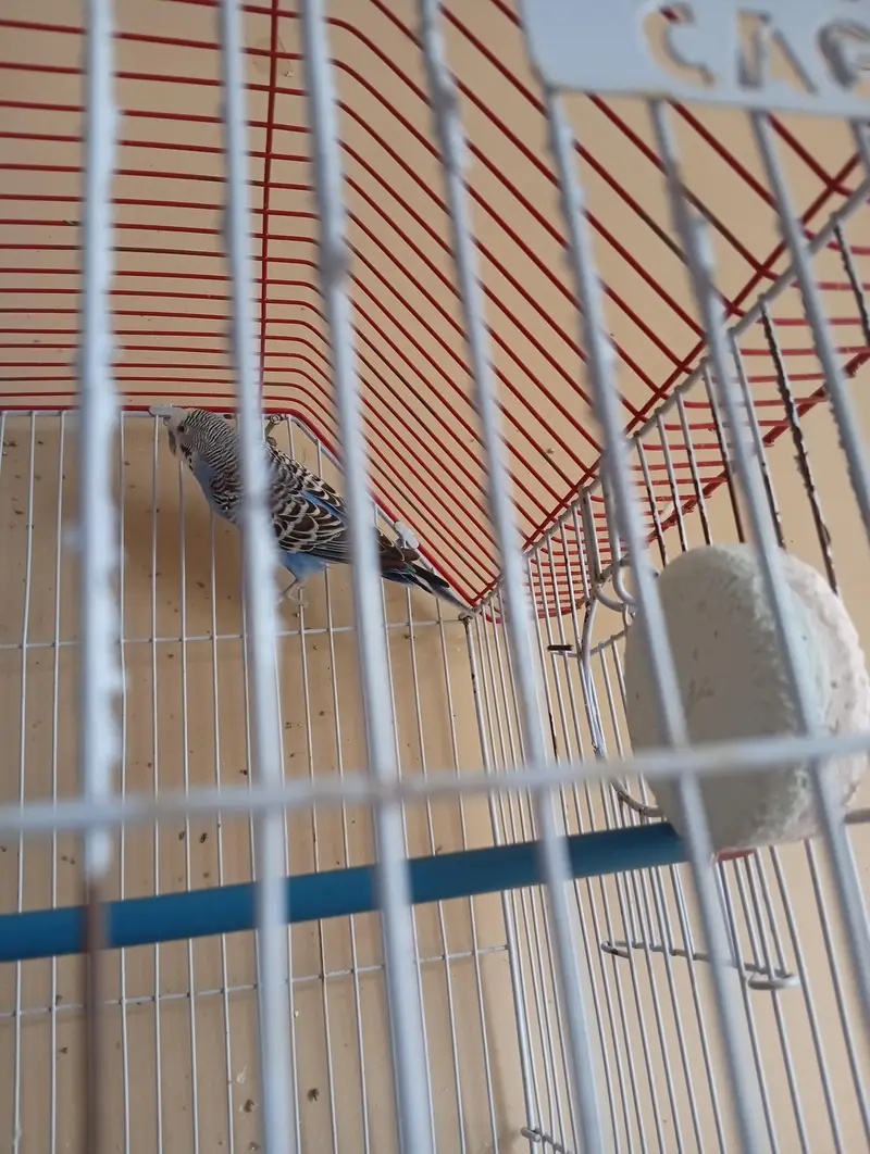 budgies 2 pair available — photo 8