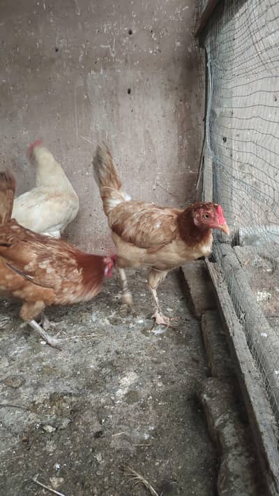 pure desi kurak murgian. egg laying hens