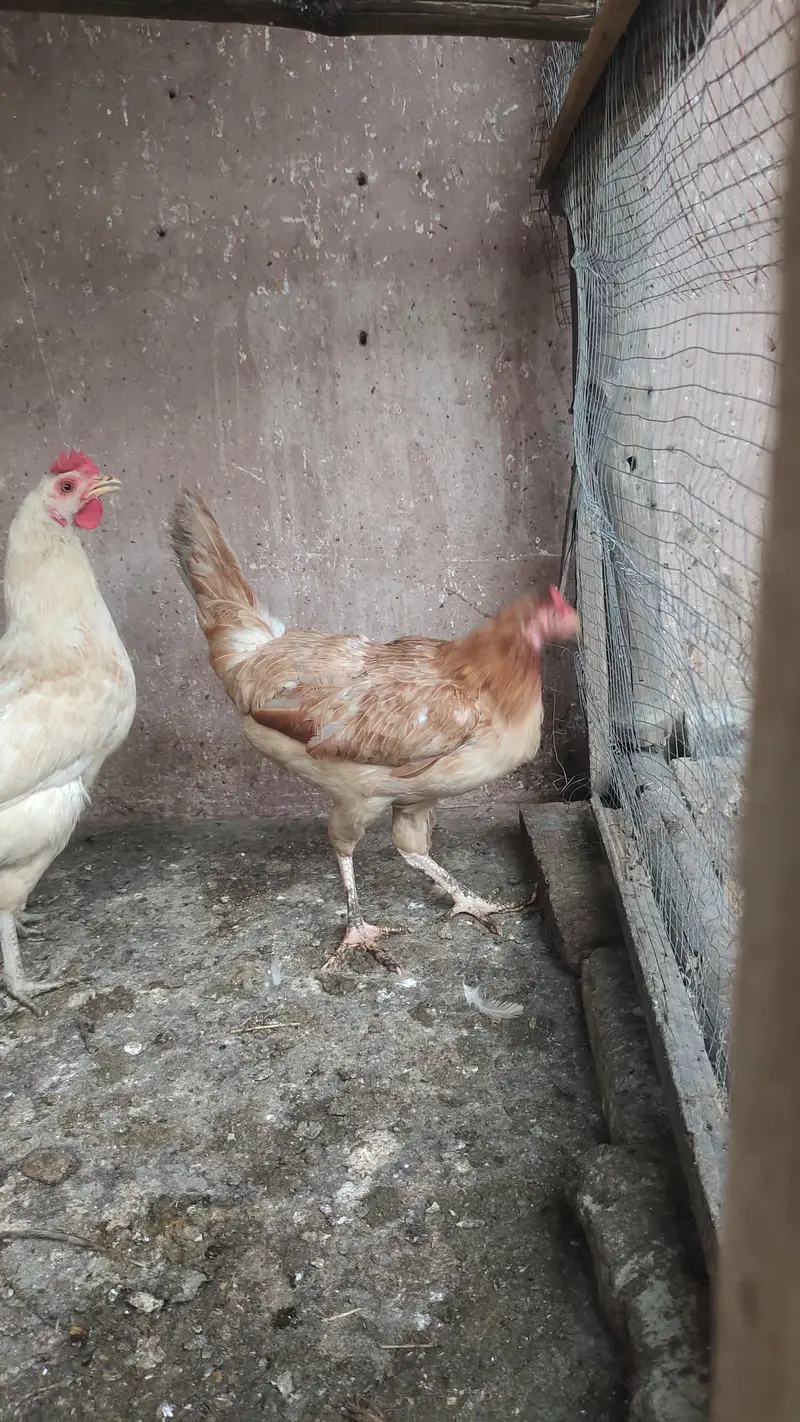 pure desi kurak murgian. egg laying hens — photo 2