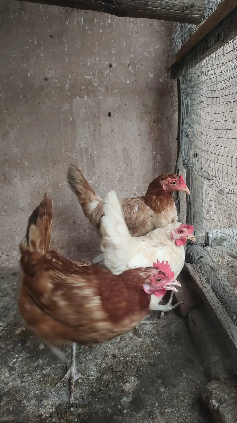 pure desi kurak murgian. egg laying hens — photo 3
