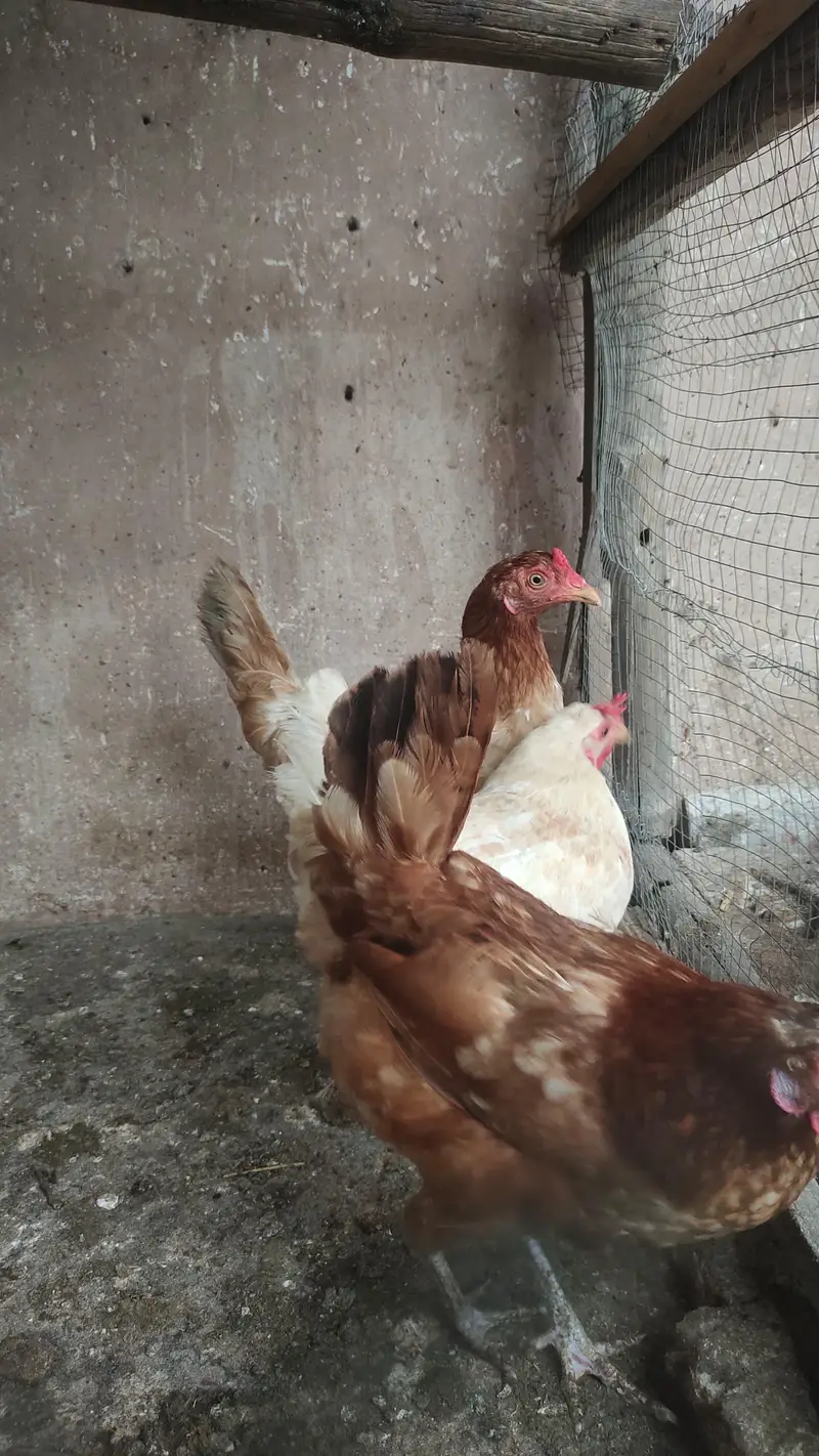 pure desi kurak murgian. egg laying hens — photo 4