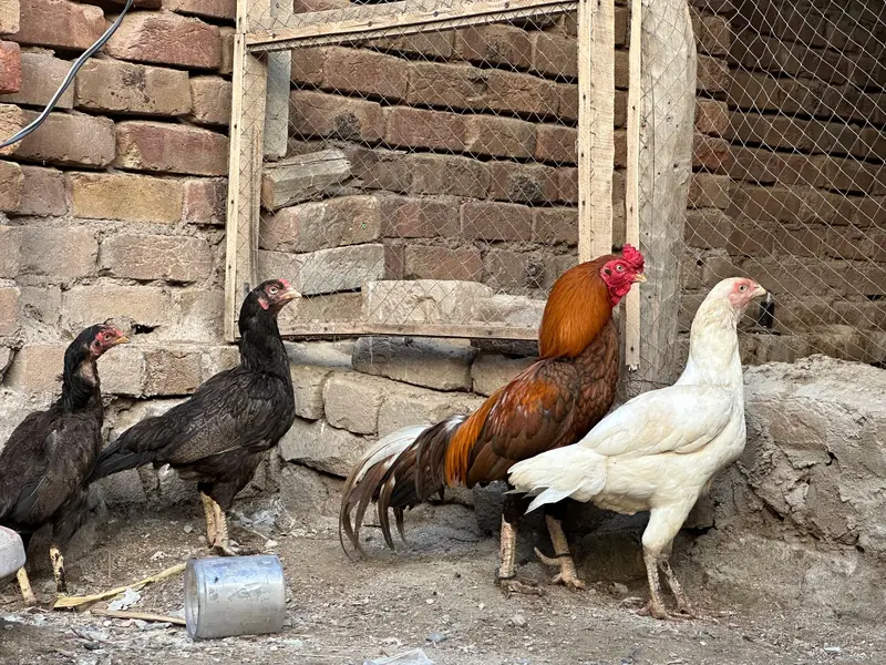 zero size mianwali — photo 3