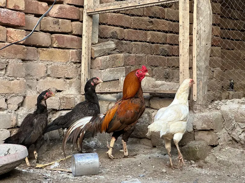 zero size mianwali — photo 5