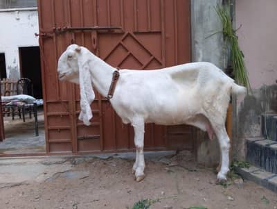 gulabi goats for sale 1 mahiny phly lag wai Hy magar Khali ka soda Hy