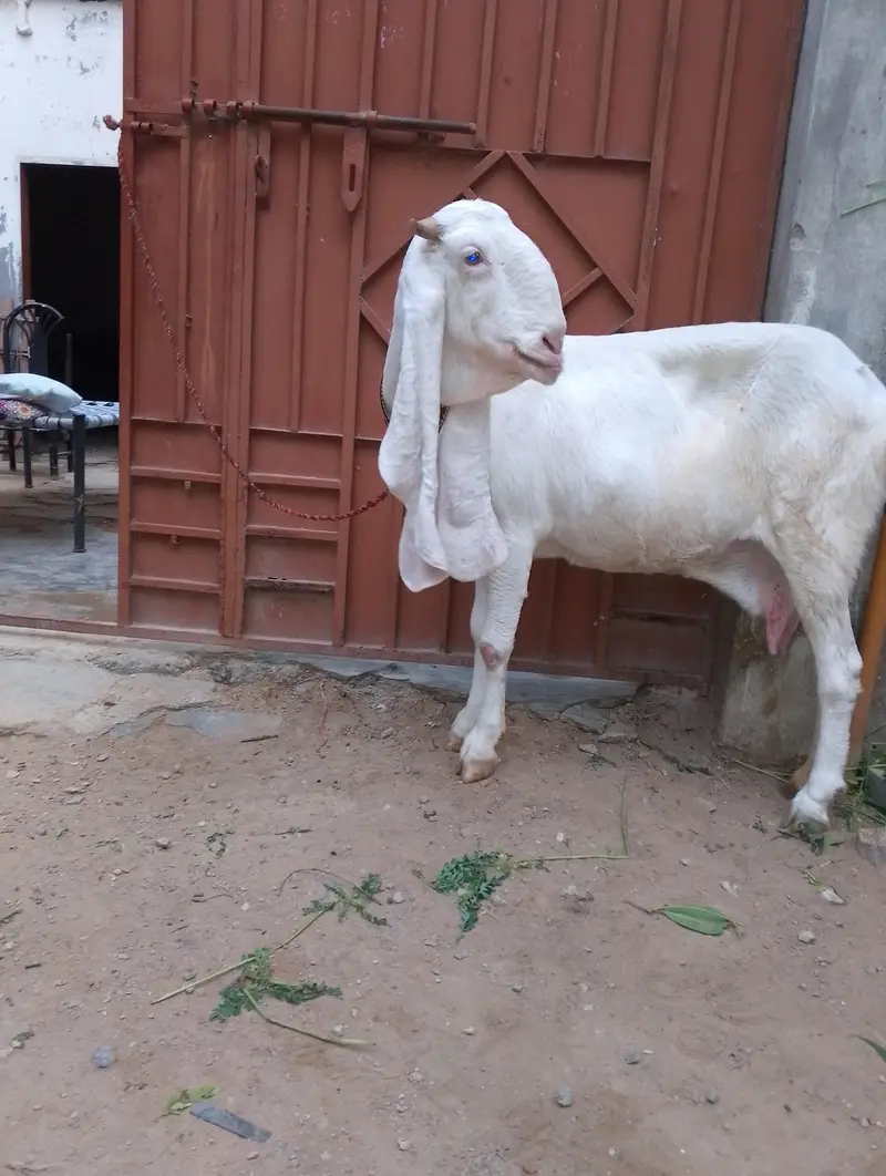 gulabi goats for sale 1 mahiny phly lag wai Hy magar Khali ka soda Hy — photo 2
