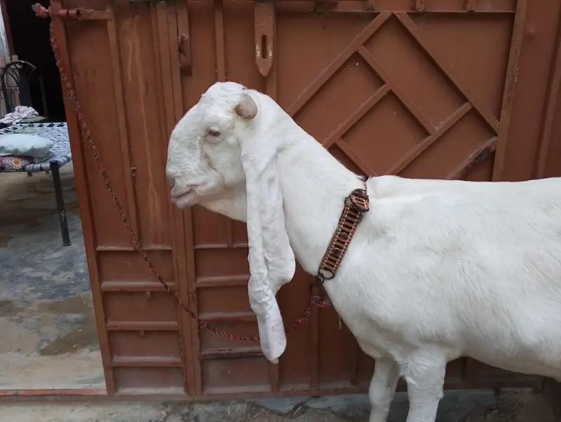 gulabi goats for sale 1 mahiny phly lag wai Hy magar Khali ka soda Hy — photo 3