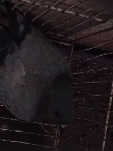 this is a parrot