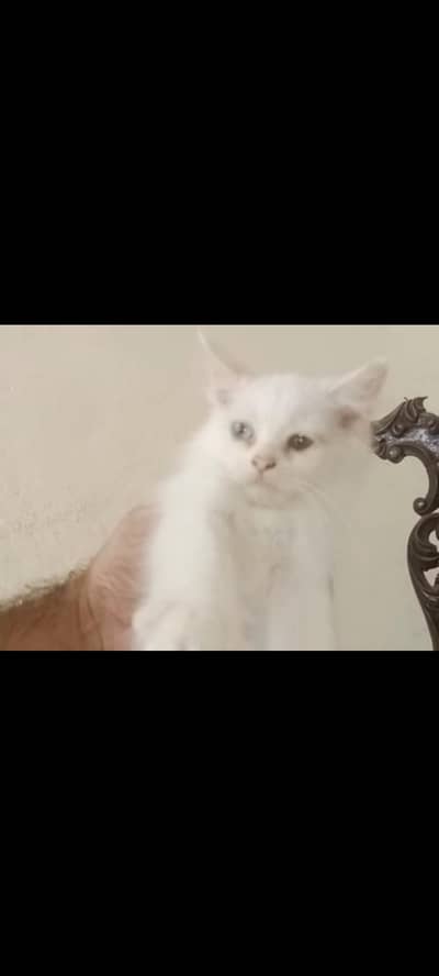 Persian Kittens For Sale