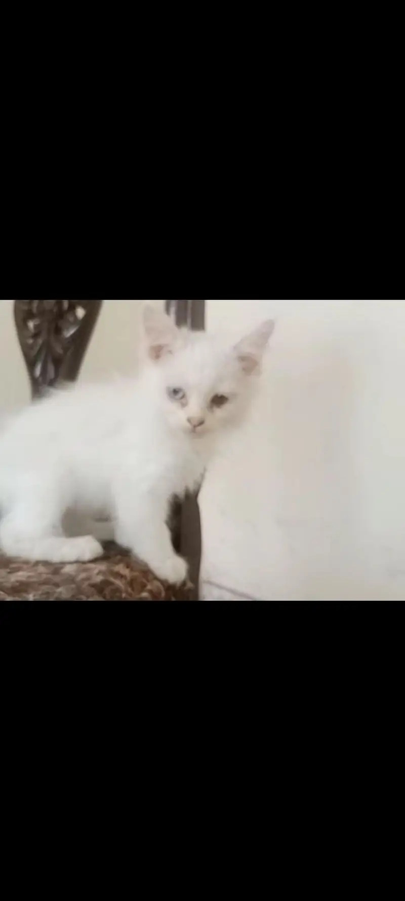 Persian Kittens couple for Sale — photo 2