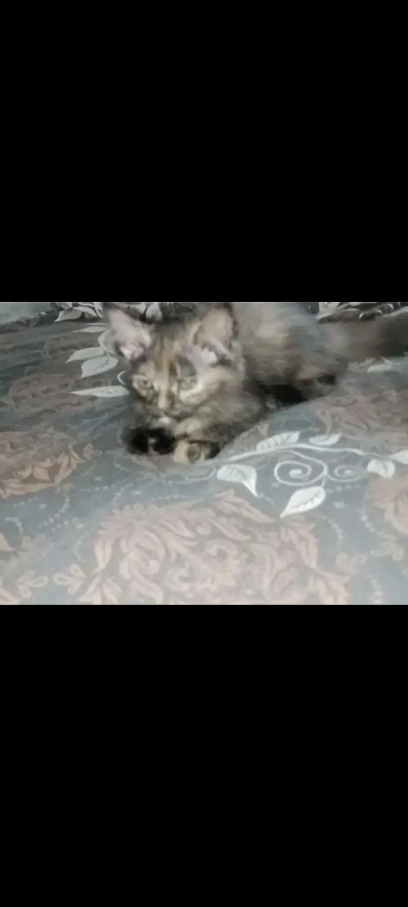Persian Kittens couple for Sale — photo 3