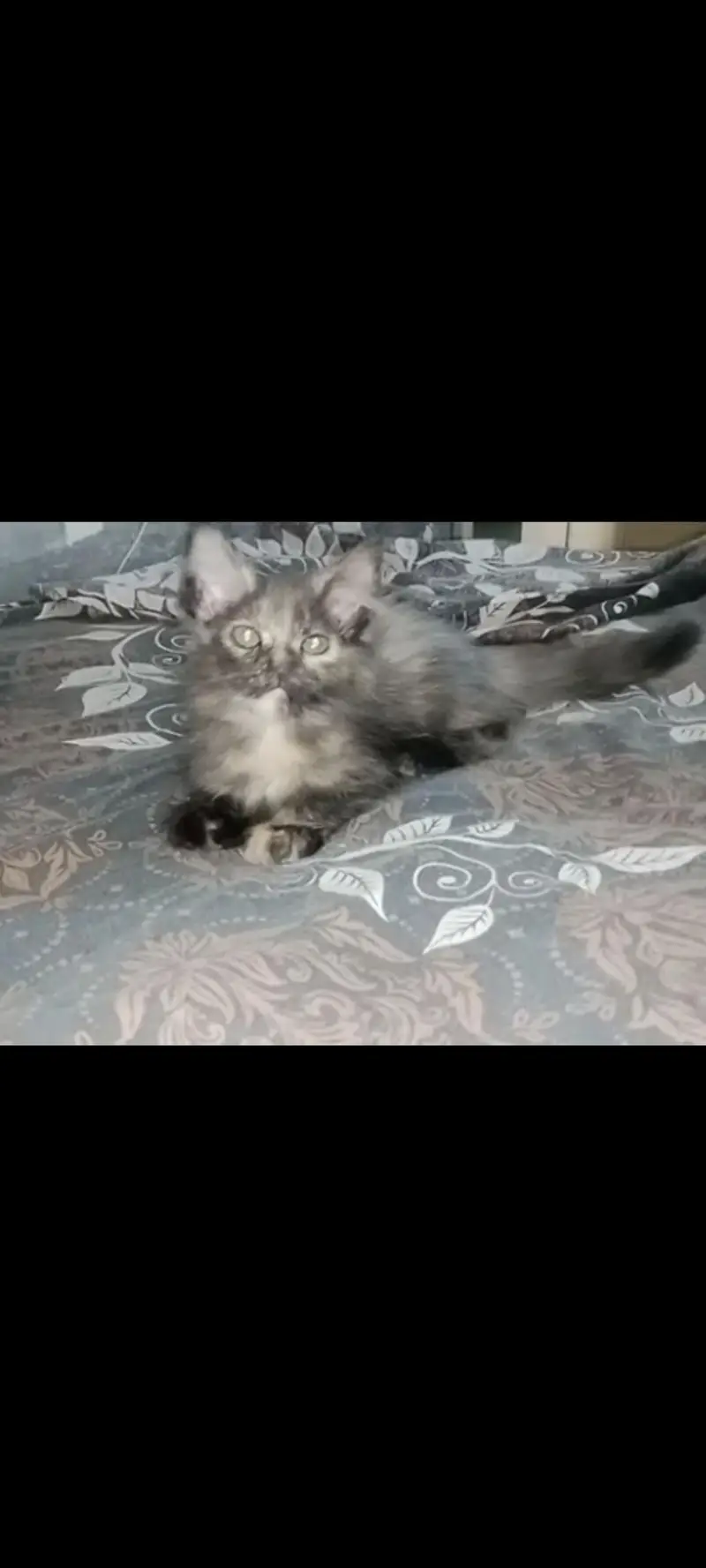 Persian Kittens couple for Sale — photo 4