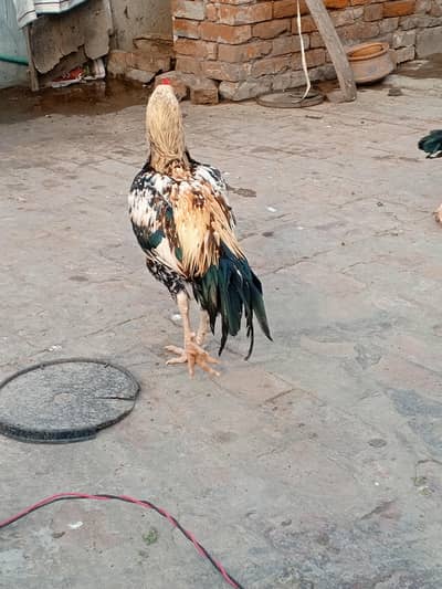 Jawa Aseel For Sale Healthy And active