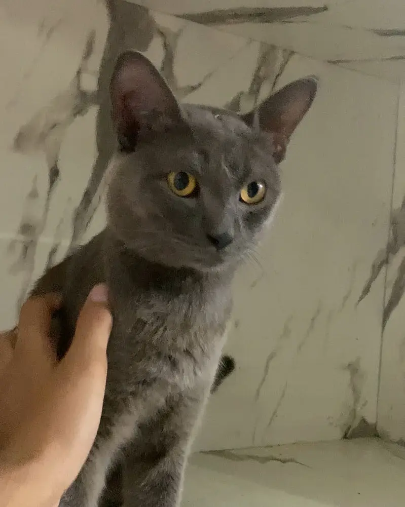 British Shorthair | cat for sale | short hair | british | cat | kitten — photo 2