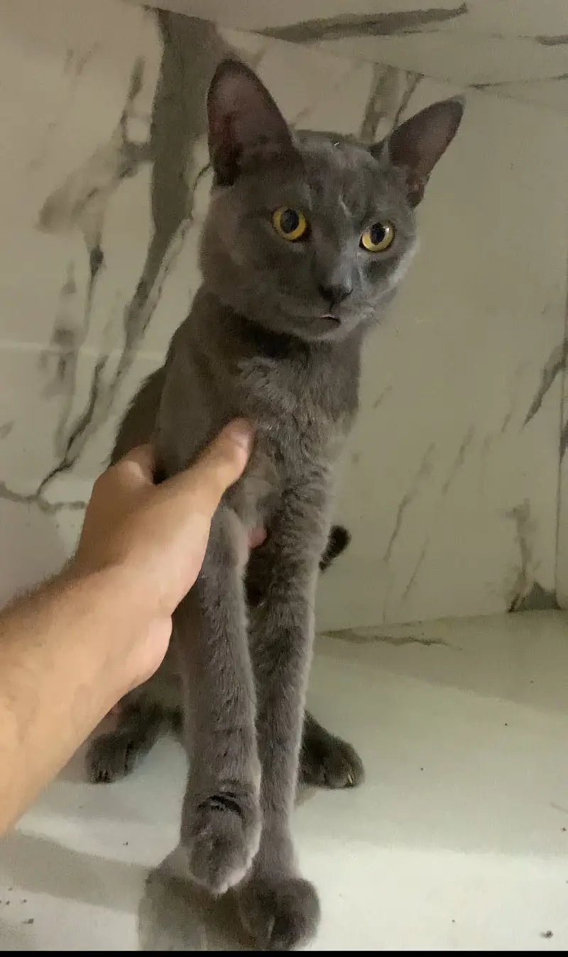 British Shorthair | cat for sale | short hair | british | cat | kitten — photo 3