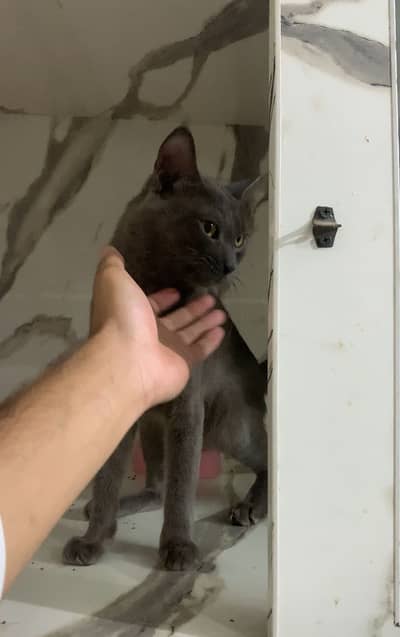 British Shorthair | cat for sale | short hair | british | cat | kitten