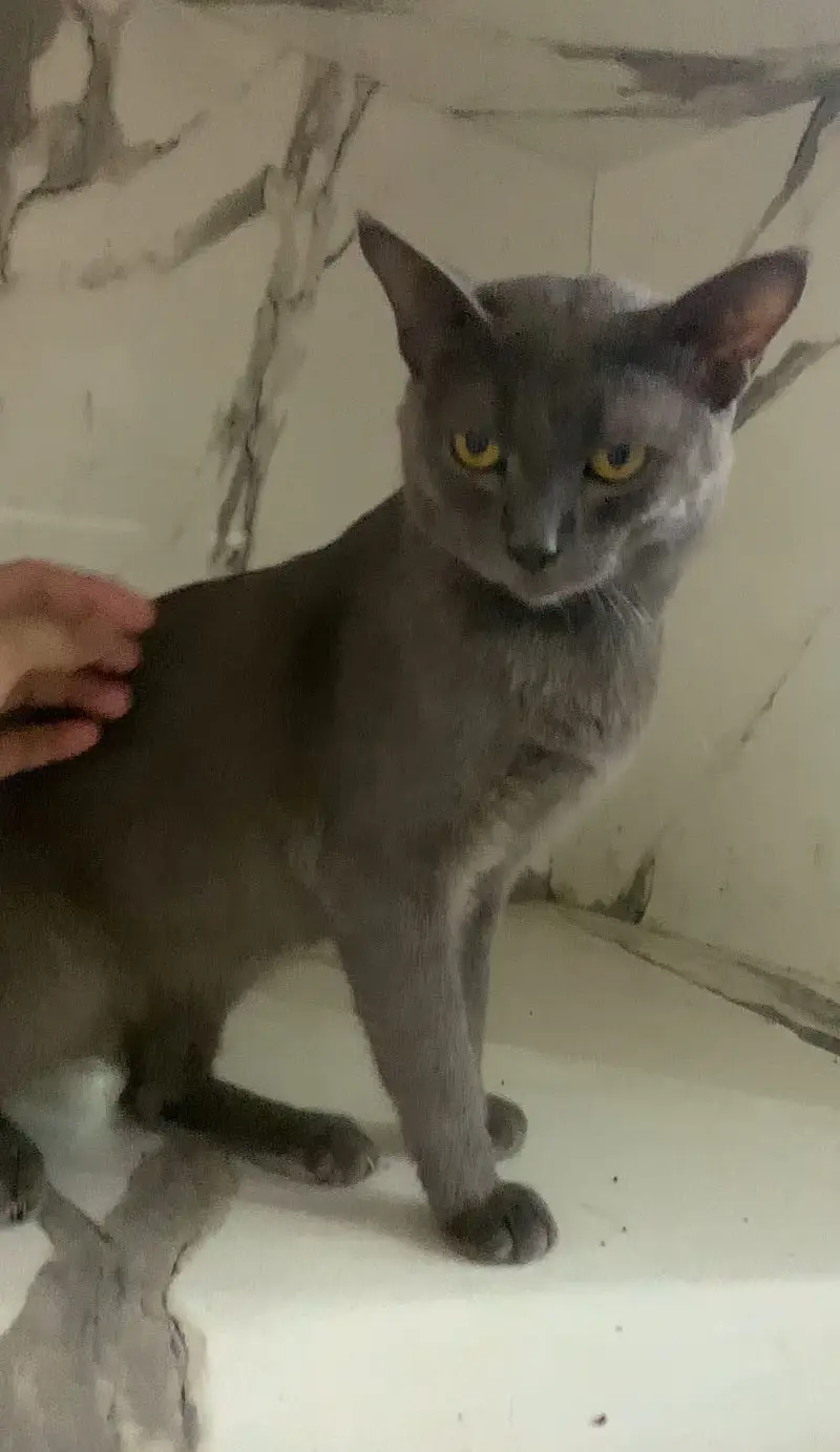 British Shorthair | cat for sale | short hair | british | cat | kitten — photo 4