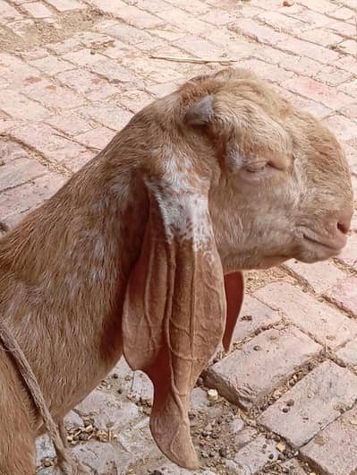 breeder quality makhi china 03141446467