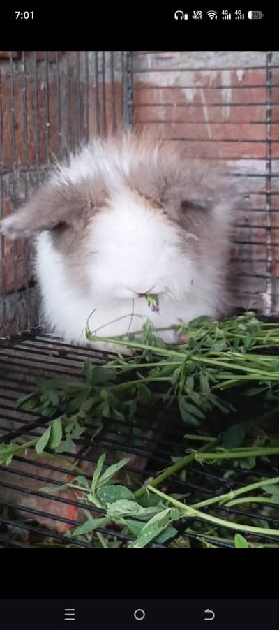 Gorgeous Teddy bear Female