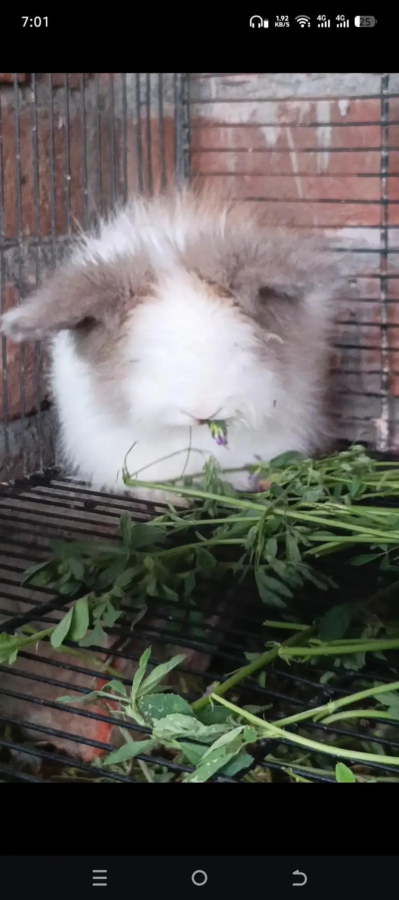 Gorgeous Teddy bear Female