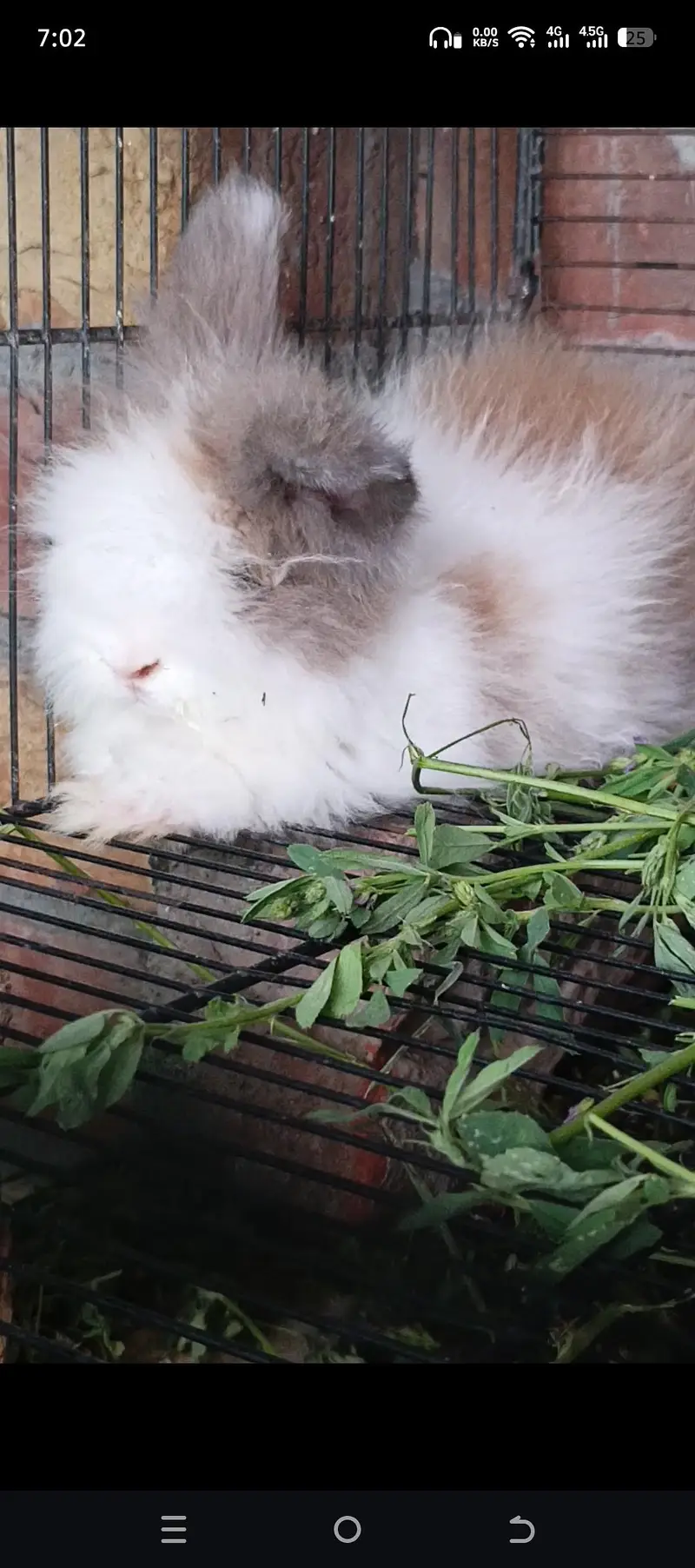 Gorgeous Teddy bear Female — photo 2