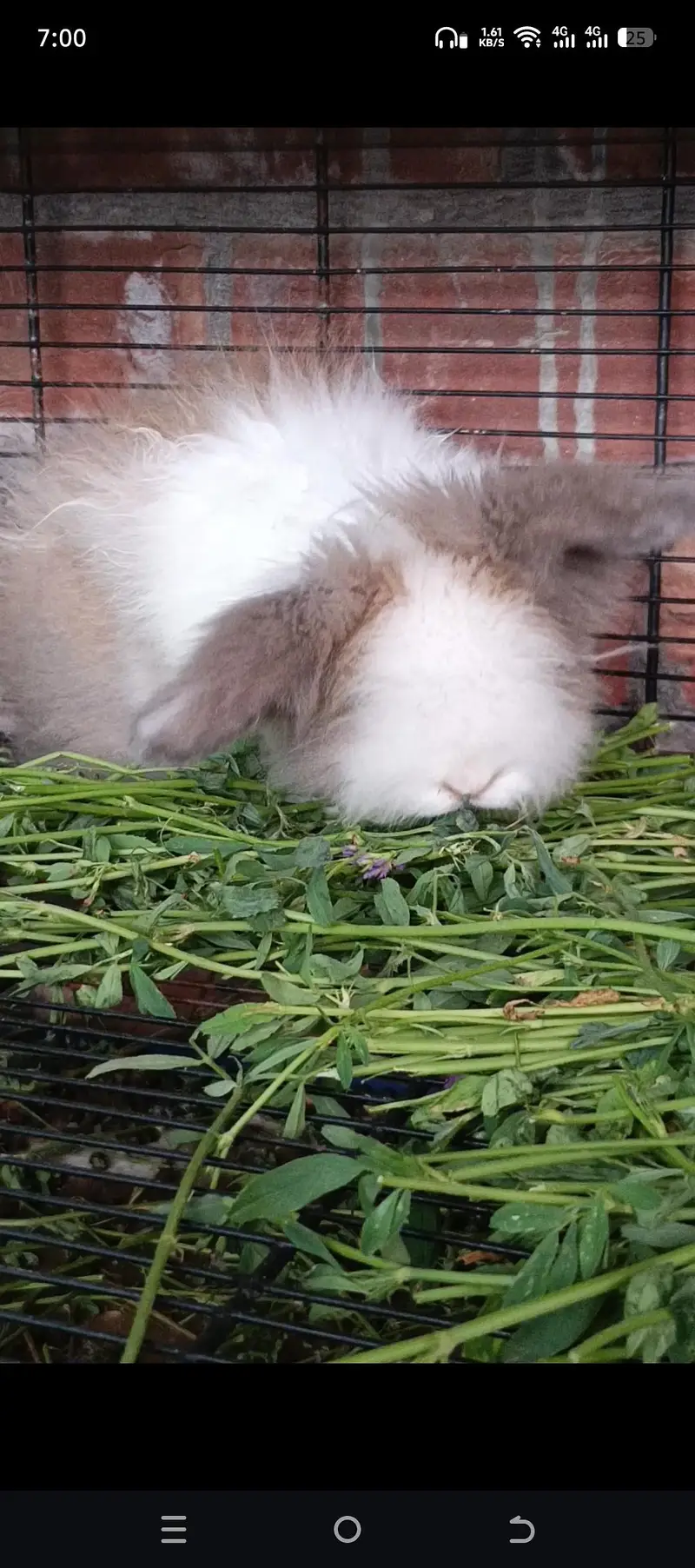Gorgeous Teddy bear Female — photo 3