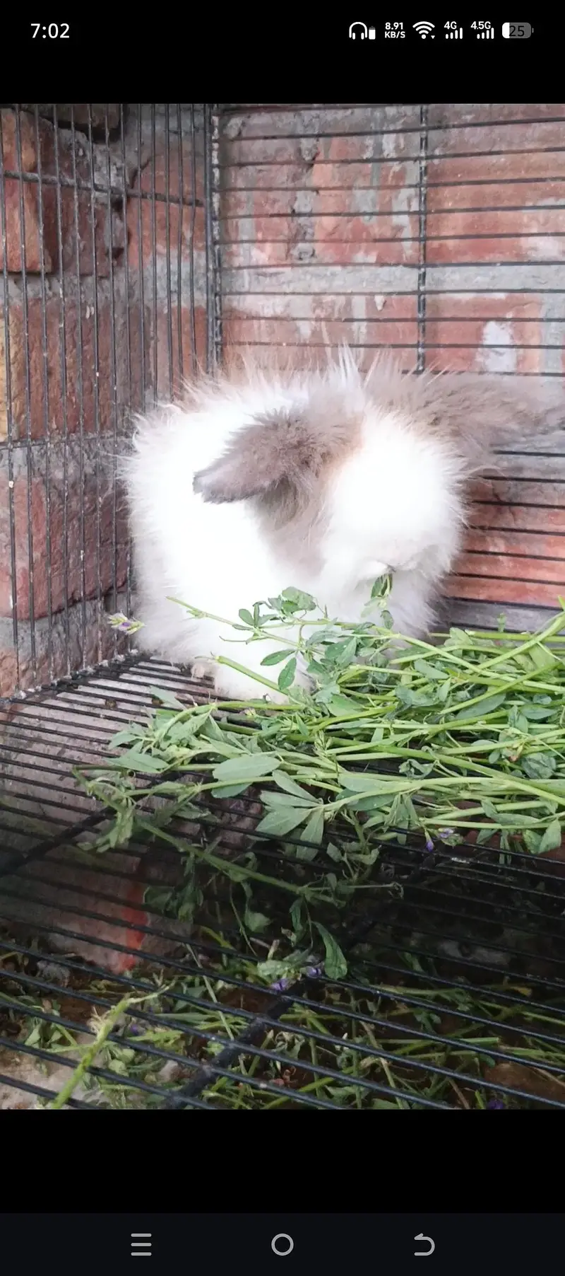 Gorgeous Teddy bear Female — photo 5