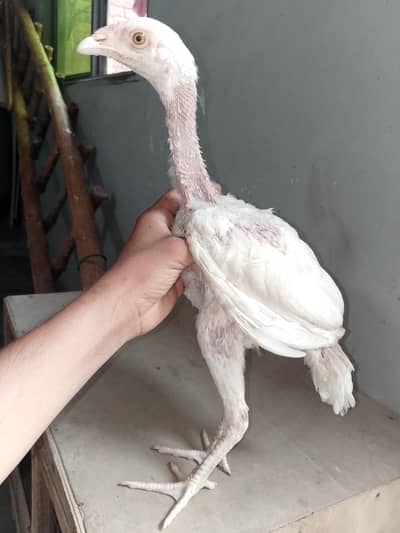 Heera Aseel chicks for sale