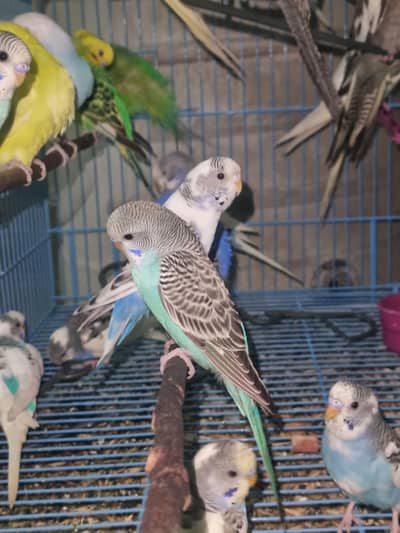 Australian parrots