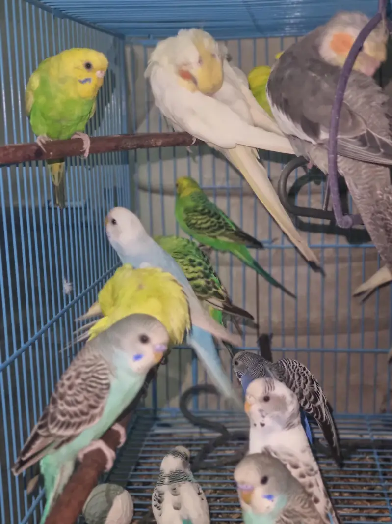 Australian parrots — photo 2