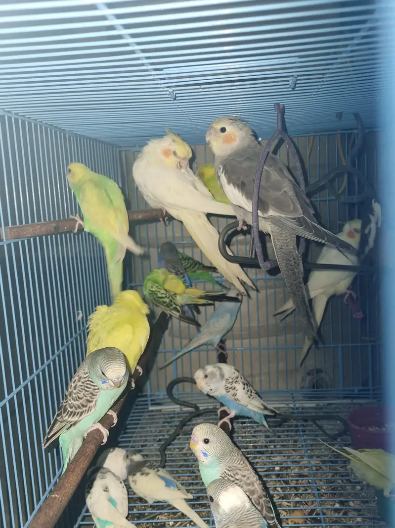 Australian parrots — photo 3