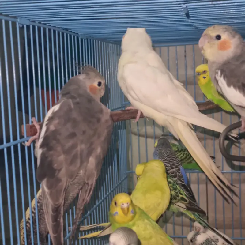 Australian parrots — photo 4