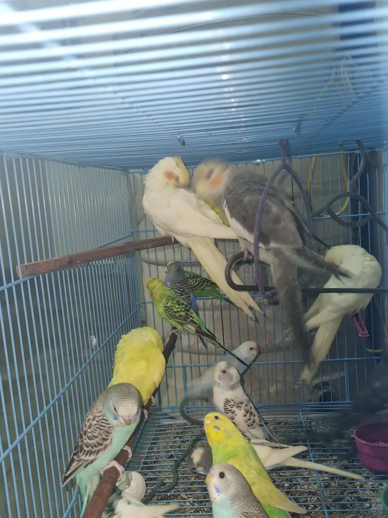 Australian parrots — photo 5