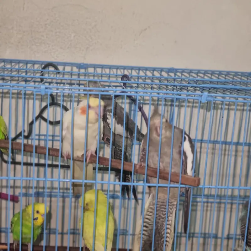 Australian parrots — photo 6