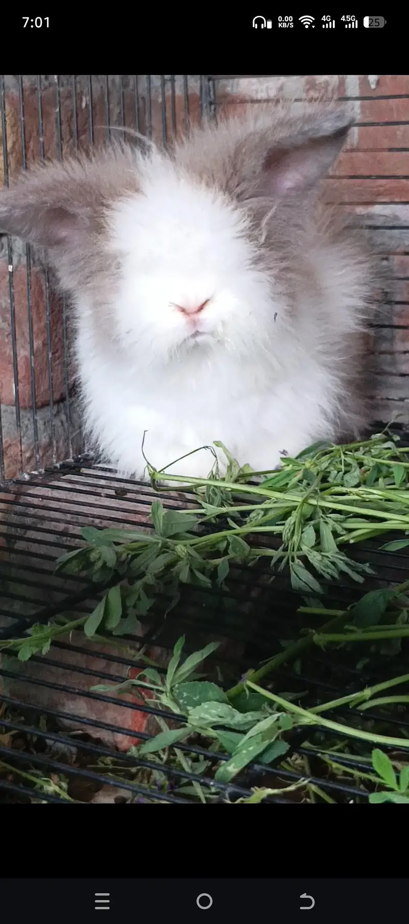 Gorgeous Teddy bear Female — photo 6