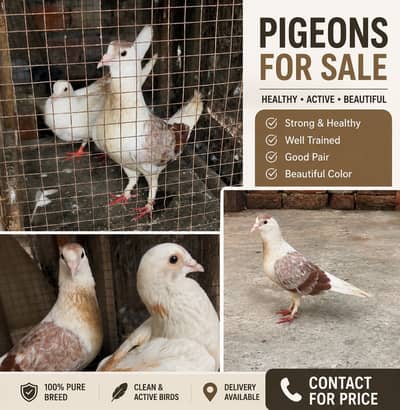 Sherazi Pair for Sale | Healthy & Active