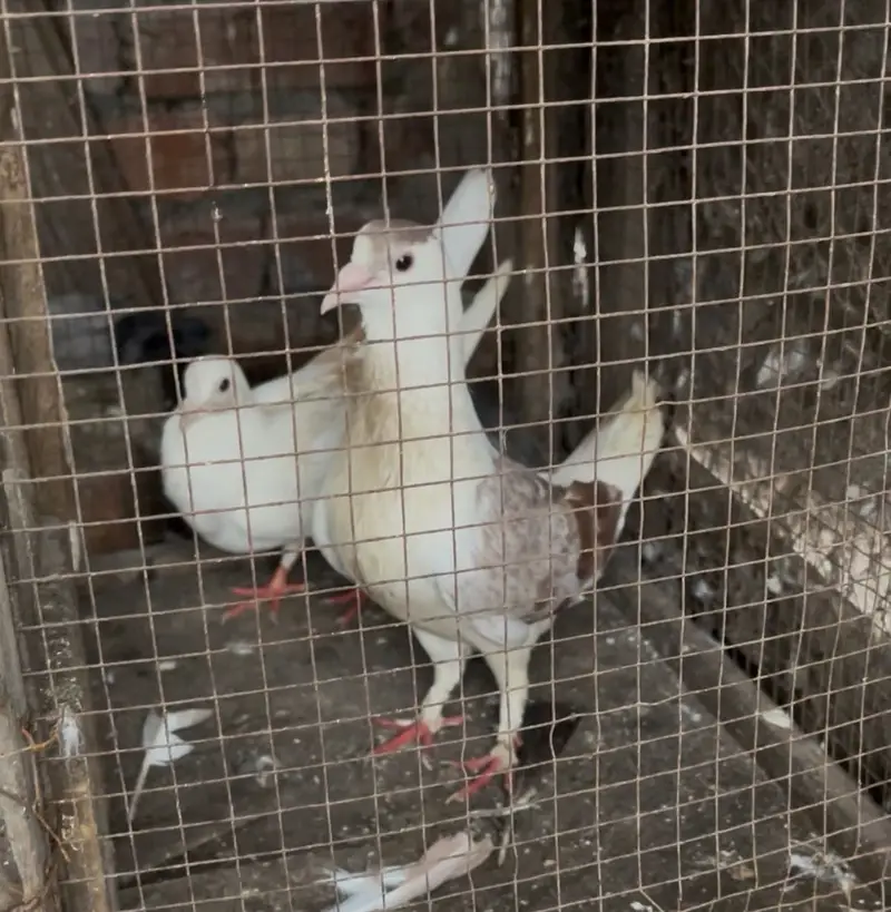 Sherazi Pair for Sale | Healthy & Active — photo 2