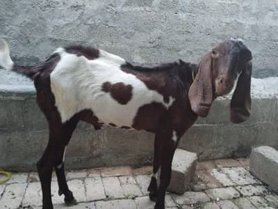 2 pathein r aik Bakra for sale