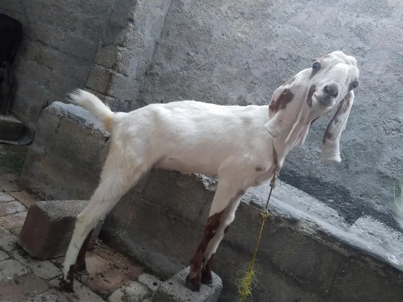 2 pathein r aik Bakra for sale — photo 2