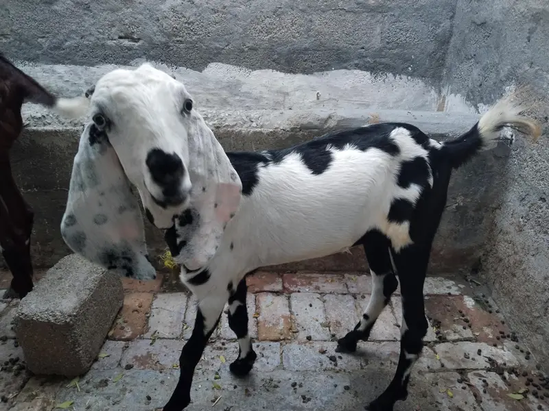 2 pathein r aik Bakra for sale — photo 3