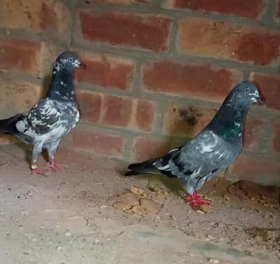 jina jora for sale kis bhai ko jahiya wathsapp nmbr or call 3136570817