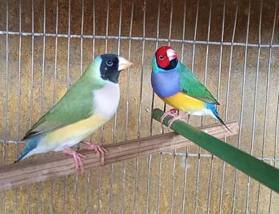 lady Goldian blue Bruno split pairs