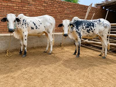 100 % Pure dhani wachay for sale