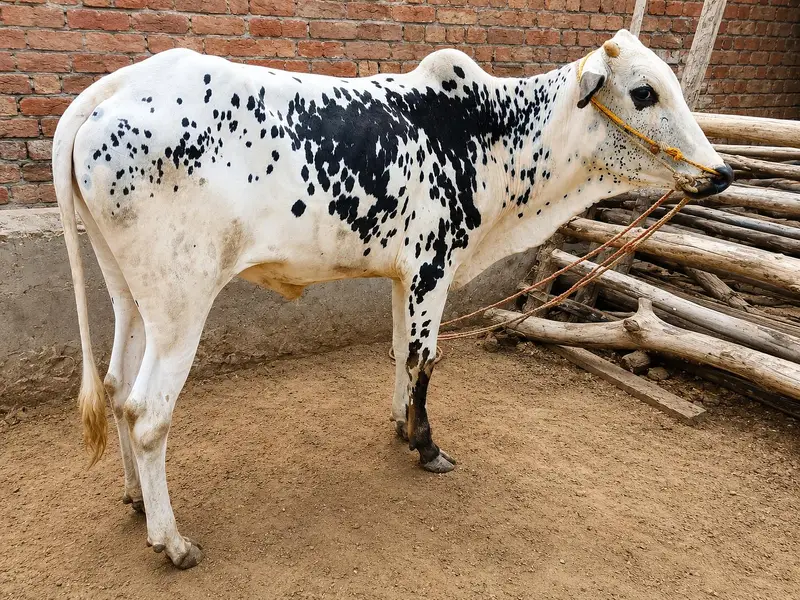 100 % Pure dhani wachay for sale — photo 2