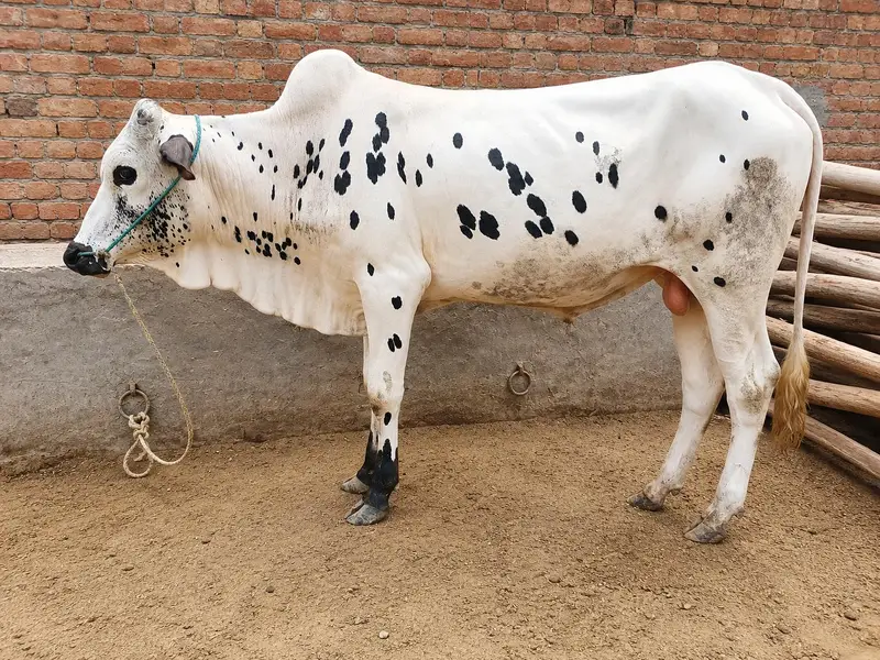100 % Pure dhani wachay for sale — photo 3