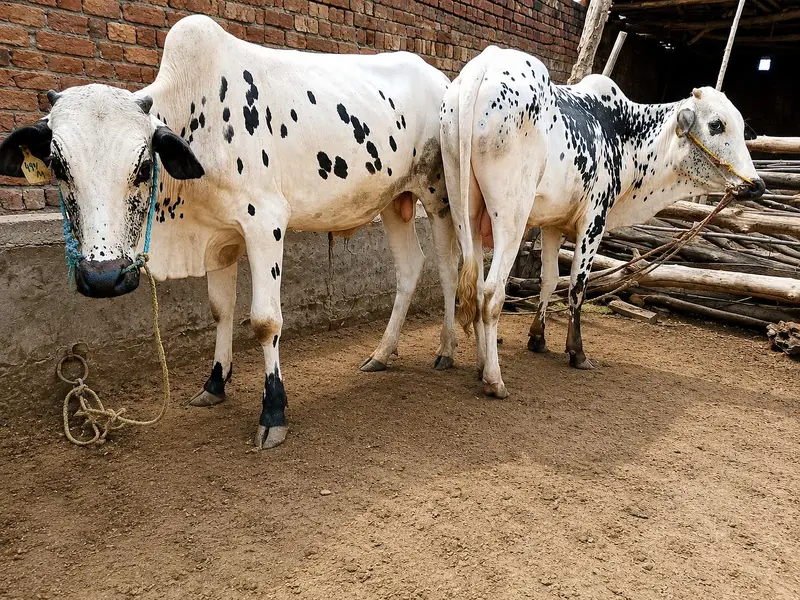 100 % Pure dhani wachay for sale — photo 4