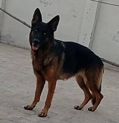 One year old female